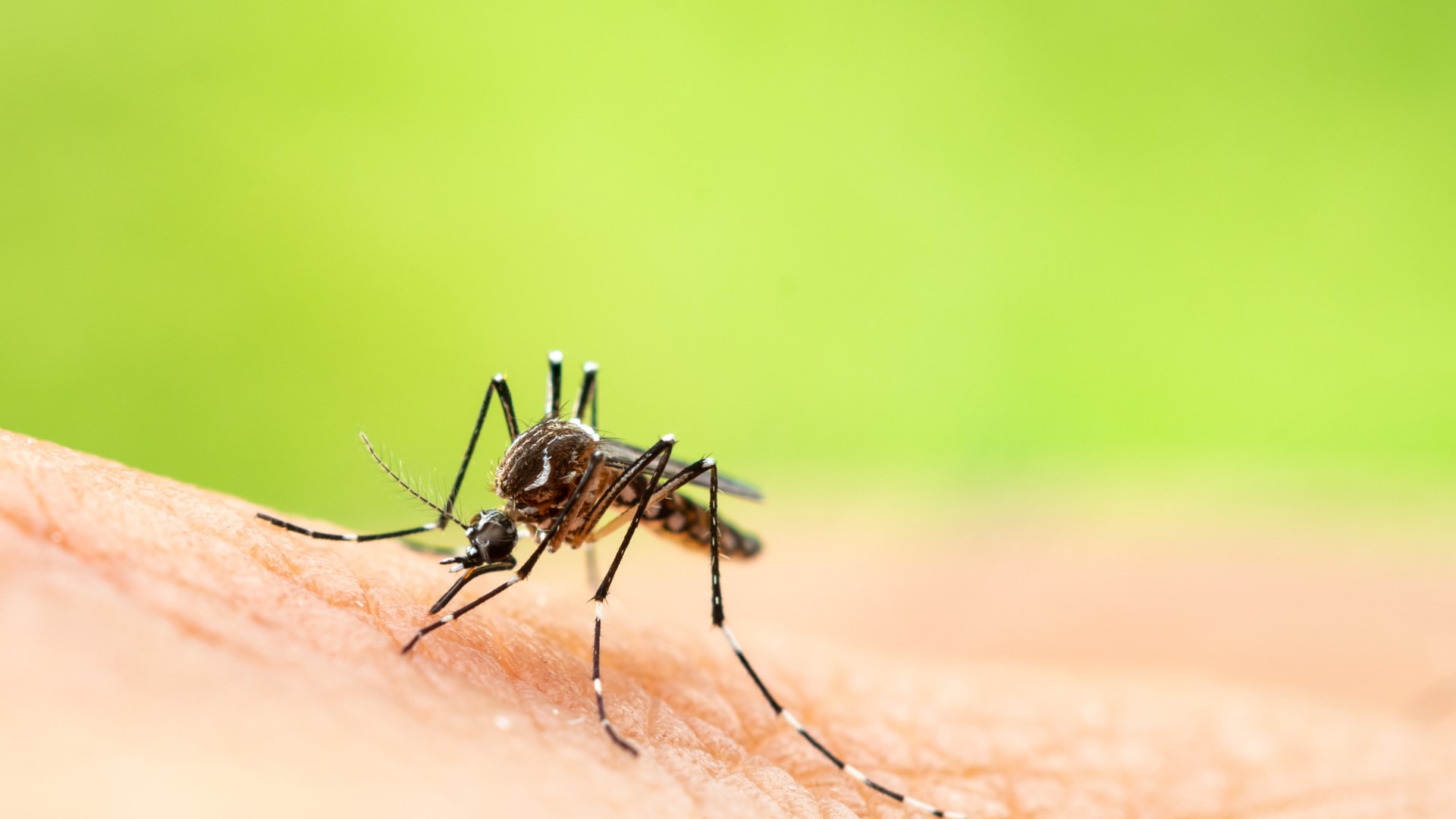Florida health officials put out a warning about a rise in a mosquito-borne virus called Eastern equine encephalitis (EEE).

The Florida Department of Health in Orange County let residents know several sentinel chickens in the area tested positive for EEE. That means the risk for the virus to spread to people goes up. https://on.wtsp.com/2GDTr2q