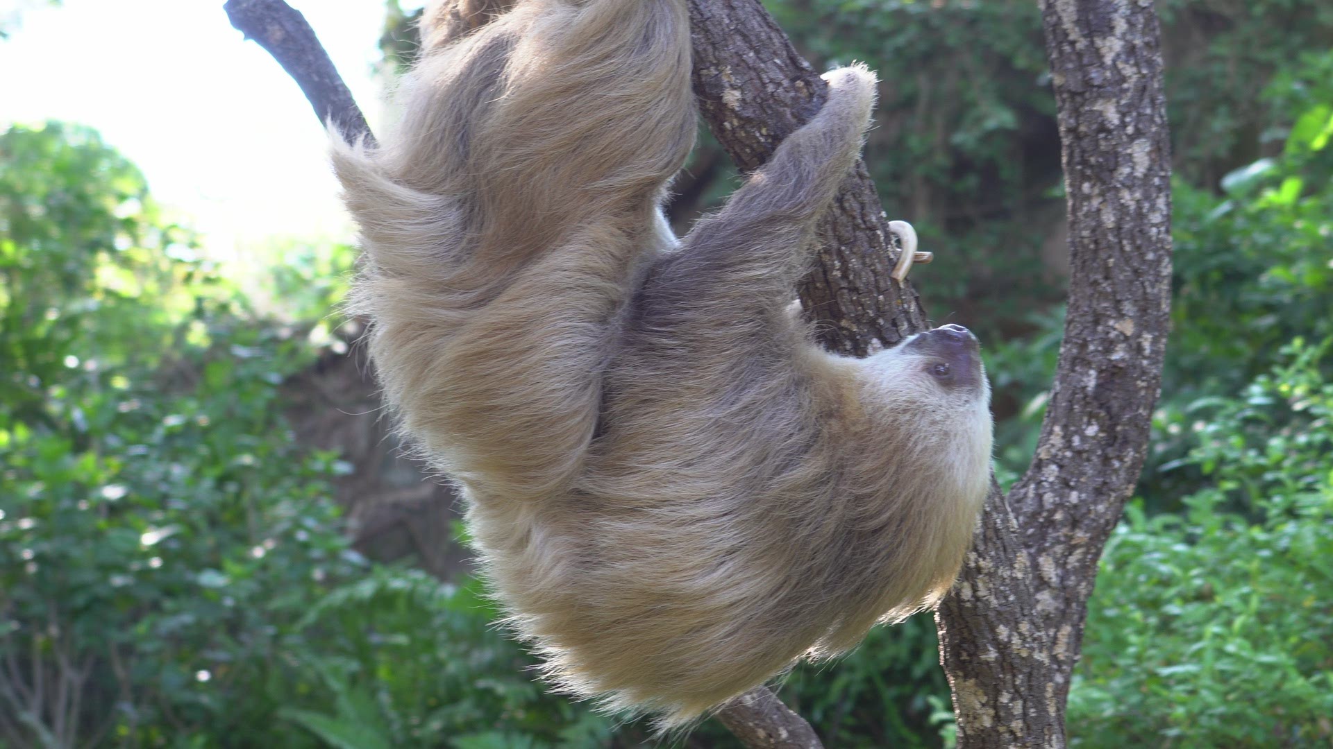 October 20 is International Sloth Day. To celebrate here is our favorite sloth, Harry from Busch Gardens Tampa Bay.