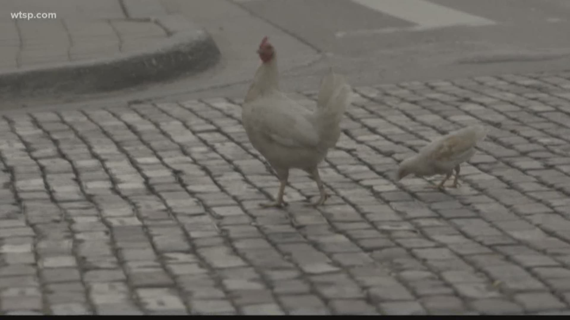 The best way not to get salmonella is to wash your hands after touching chickens and don't kiss them.