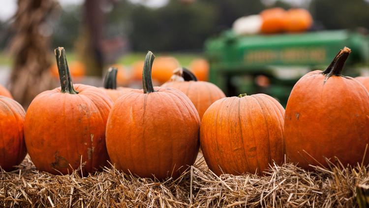 How to dispose of unwanted pumpkins after Halloween