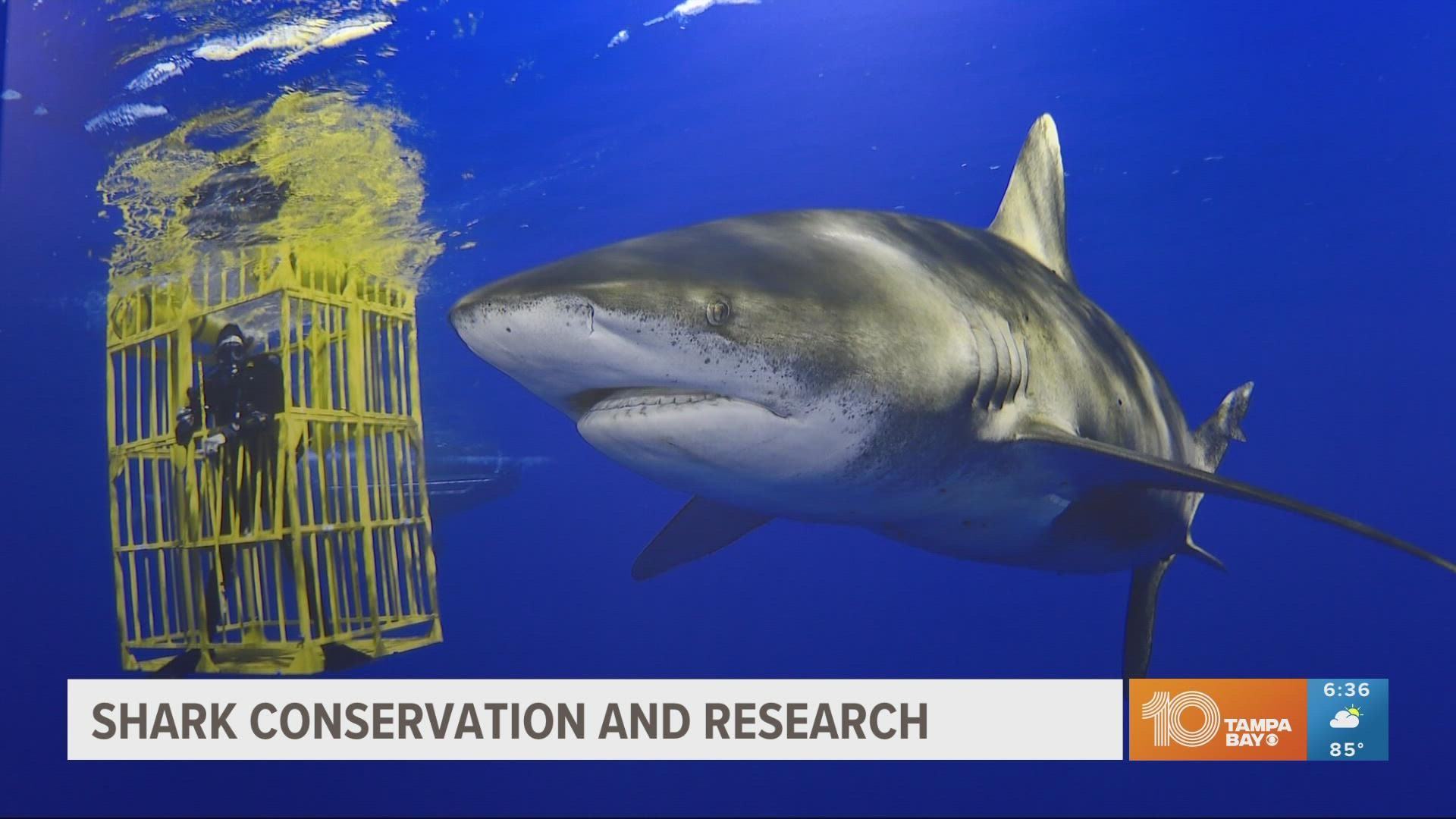 Mote researchers went out last month on a mission to catch and tag sharks, so they can track their behaviors.