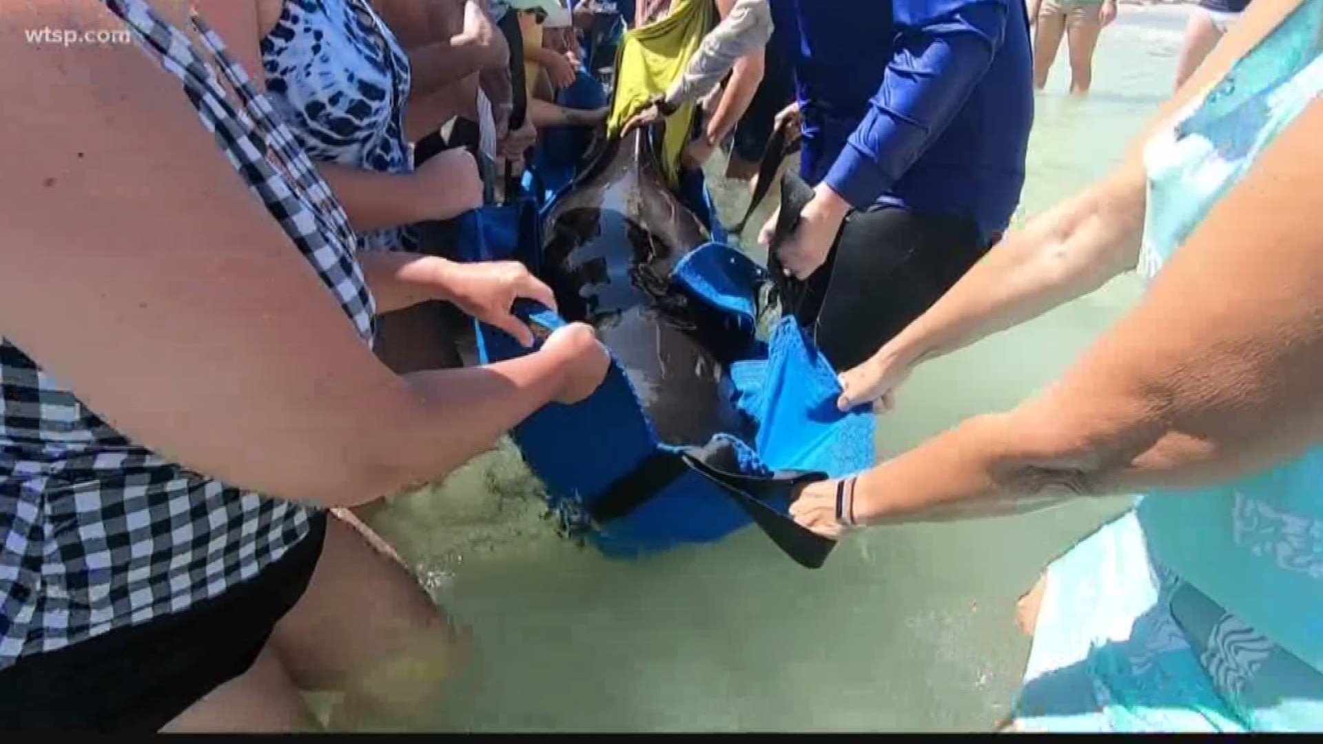 Pinellas County deputies are working with Clearwater Marine Aquarium to help five pilot whales stranded on Redington Beach.

Deputies say the five distressed whales appear to have beached themselves. The sheriff's office and the aquarium have set up tents in the water to cover the whales while aquarium staff and crews from Florida Fish and Wildlife and NOAA Fisheries help the whales. https://on.wtsp.com/2GvKeZV