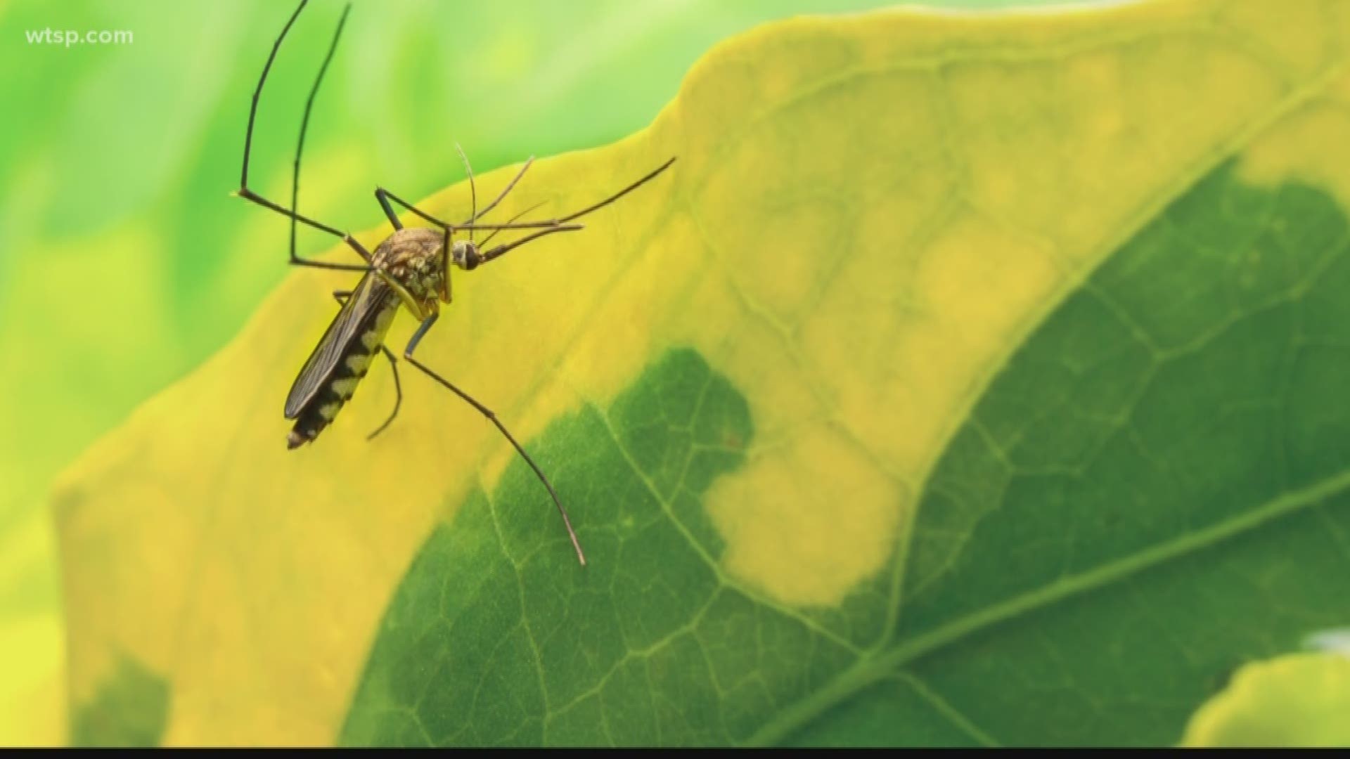 The Environmental Protection Agency will decide whether to greenlight a mosquito experiment in Florida. The EPA is accepting public comment through Oct. 11.