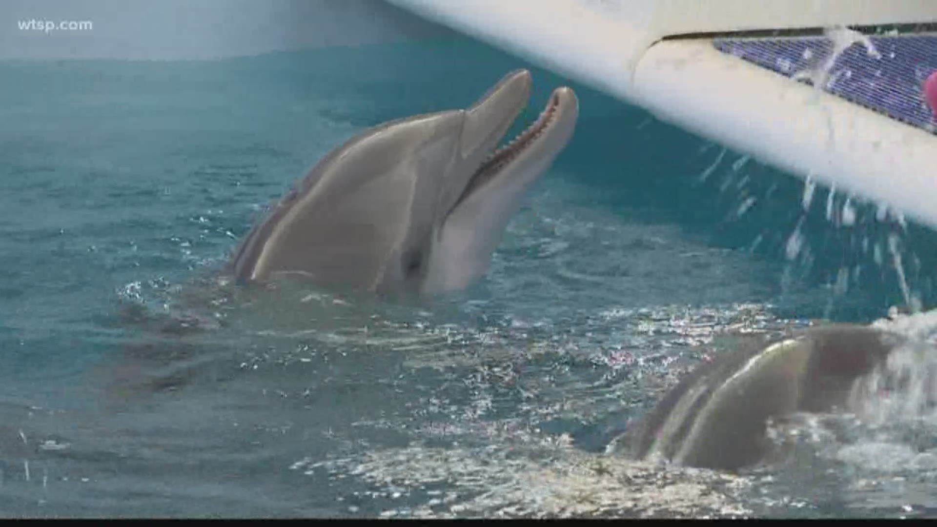 On Dec. 10, 2005, a dolphin was rescued in Mosquito Lagoon along Florida's east coast. A fisherman, Jim Savage, found her caught in a crab trap line.