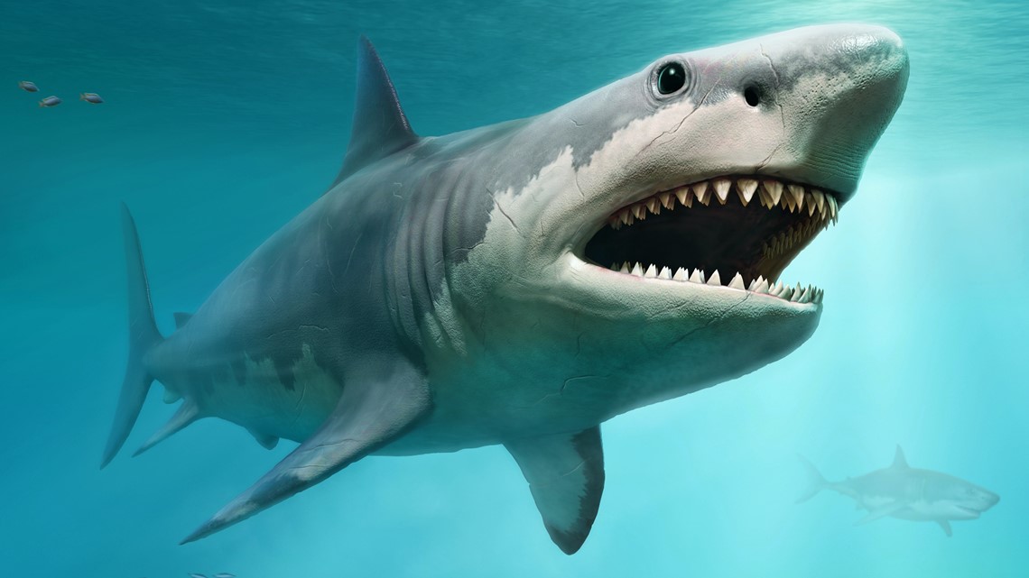 Why did the megalodon really disappear? - Vimarsana News