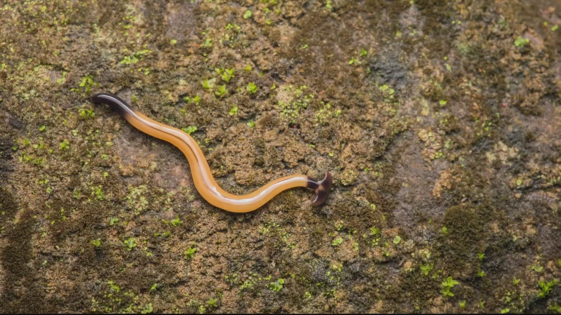 A toxic and invasive species has made its way into the DMV and experts are reminding everyone not to touch them.