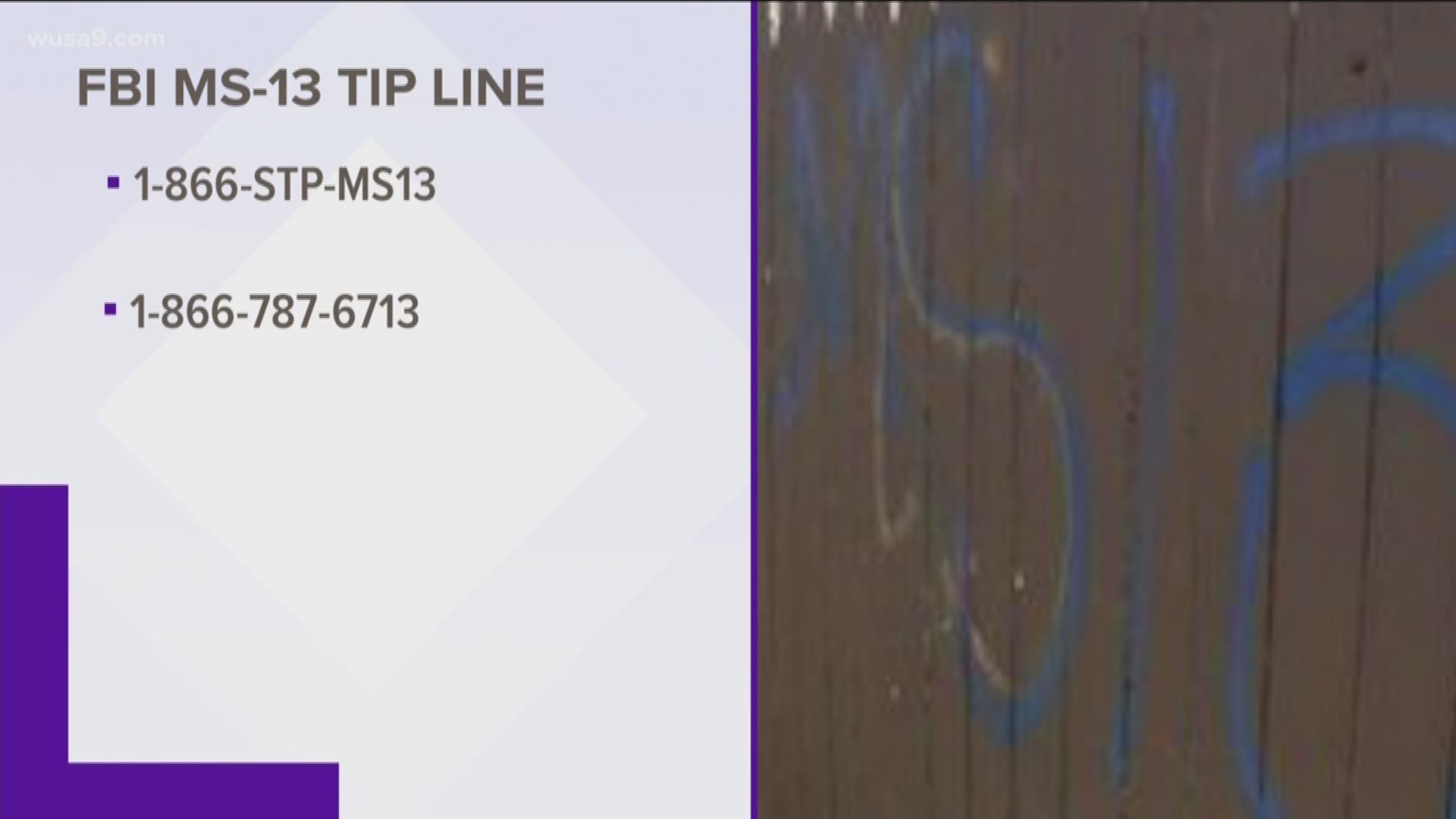 Authorities hope this tipline will encourage witnesses and victims of MS-13 violence to report crimes committed by the gang, without the fear of retaliation.