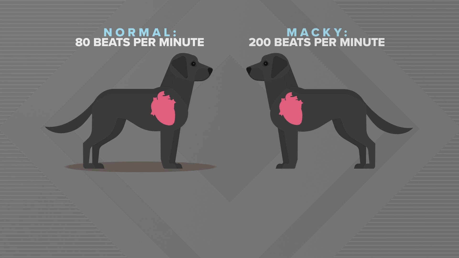 how many beats per minute is normal for a puppy