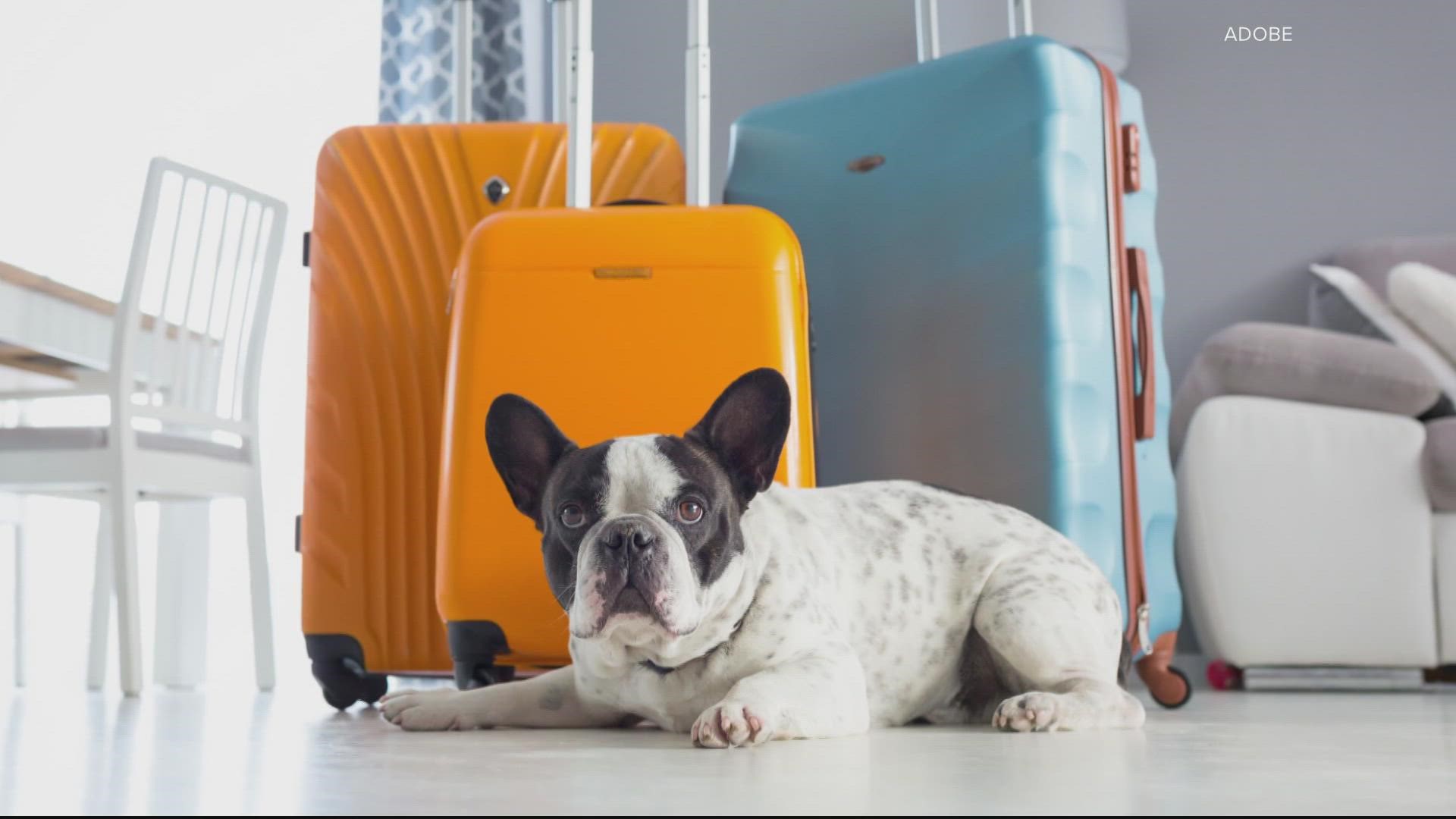 Some service animals may have previously been different than you might expect.