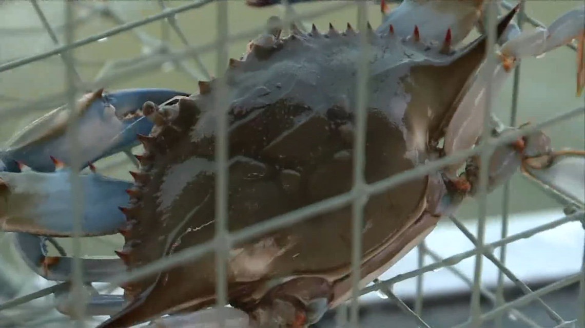 Chesapeake Bay blue crab population rebounds, but concerns remain over female crabs