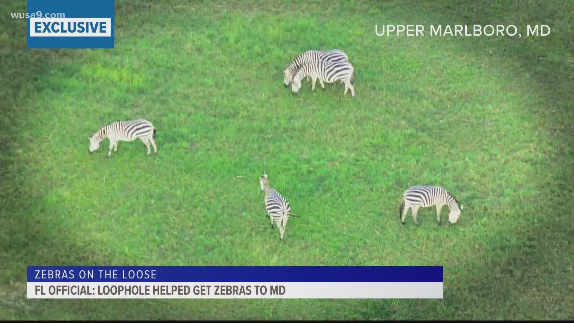 Florida wildlife conservation authorities say the case of a man who moved a herd of zebras to Maryland exposes serious shortcomings in laws meant to protect animals.