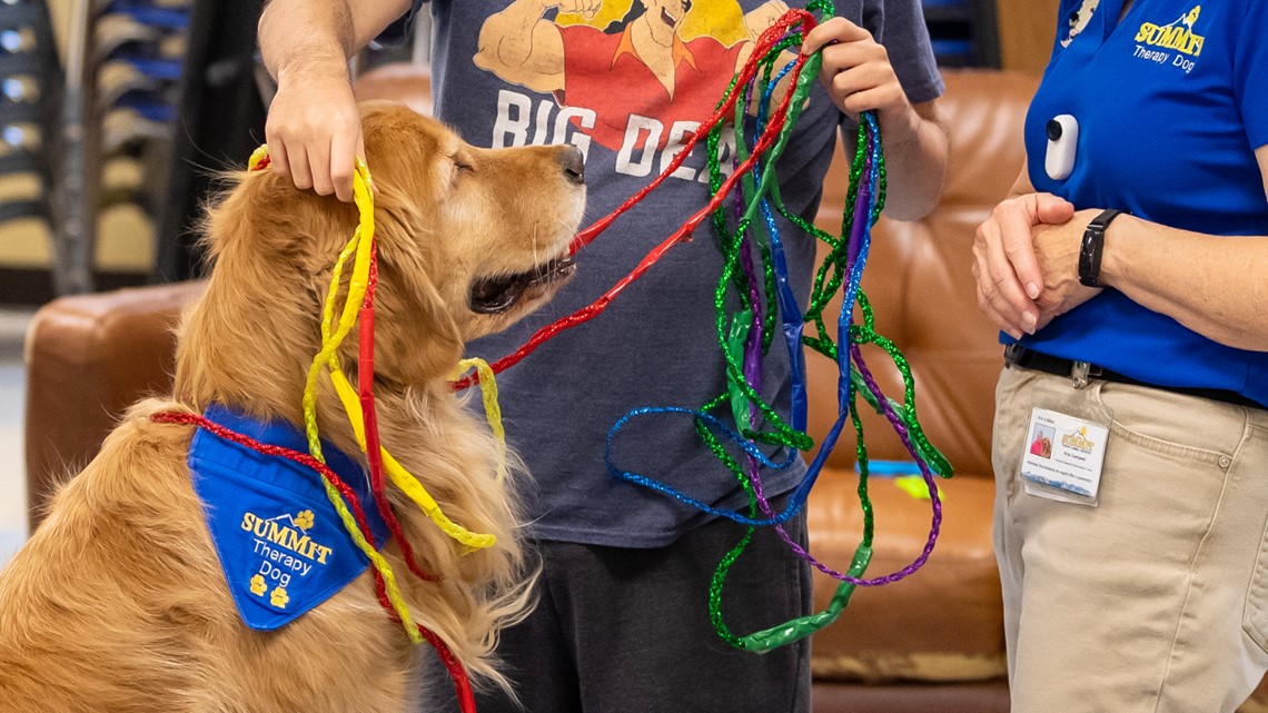 Dog helps kids with special needs in Fairfax County learn math - Vimarsana News