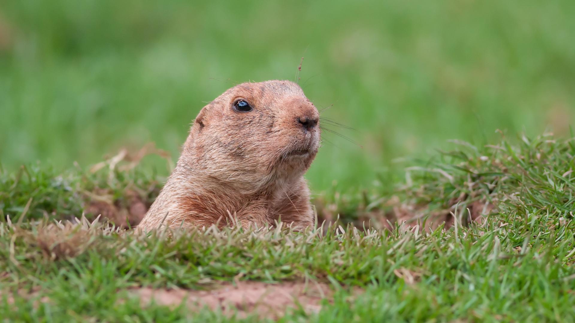 groundhog day weather forecast