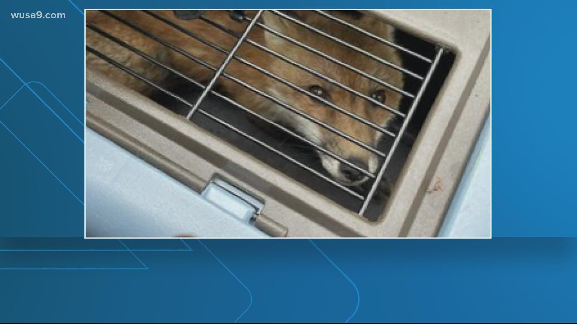 After the fox was euthanized, she tested positive for the rabies virus. Officials located the fox's kits and are working to determine the next steps.