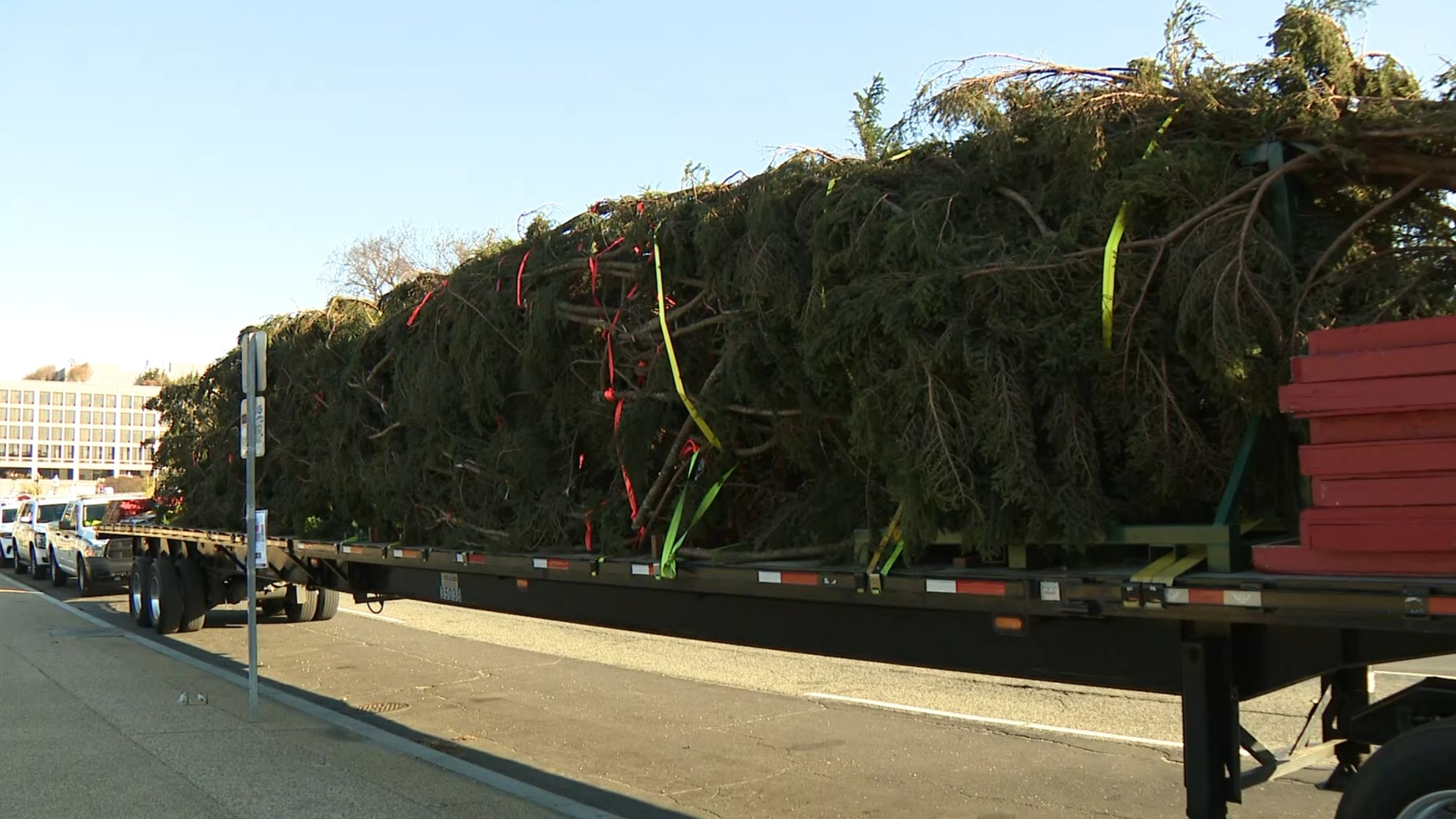 Ruby just arrived by flatbed truck from Pisgah National Forest in North Carolina. She is this year's U-S Capitol Christmas Tree.