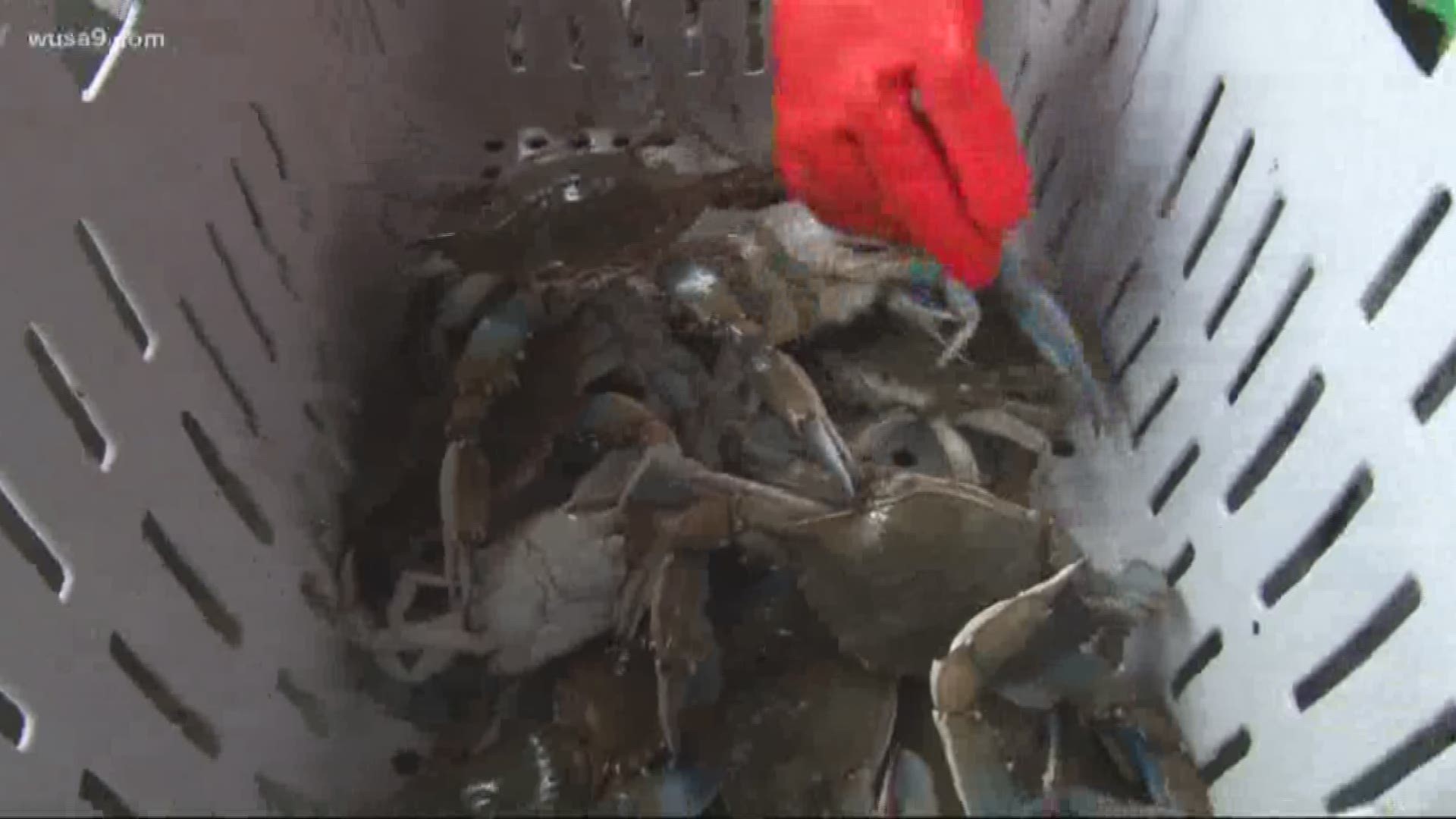 Report: Chesapeake Bay blue crab population remains healthy