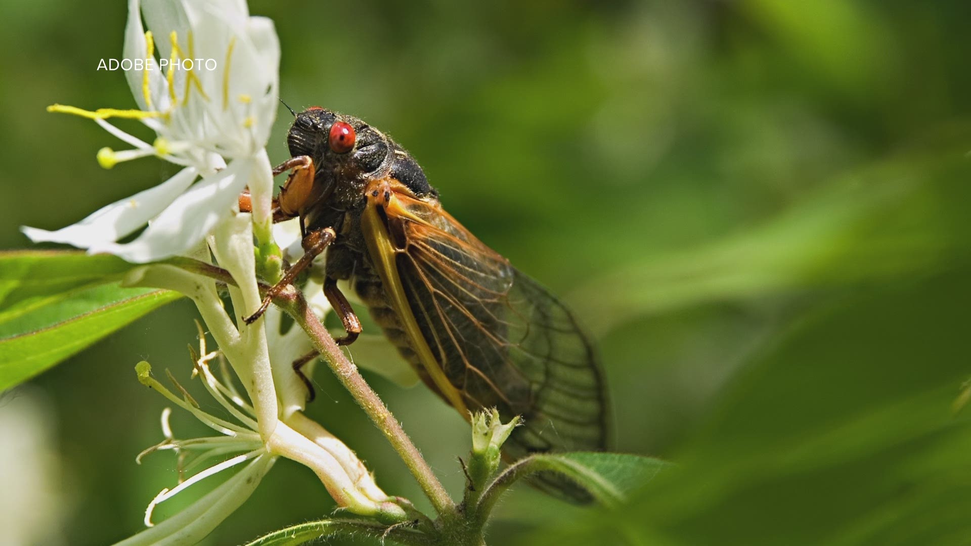The VERIFY Team spoke with a bug expert to get details on the billions of cicadas on the way to the DC region.