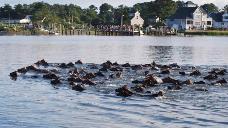 Wild ponies of Chincoteague make their annual swim