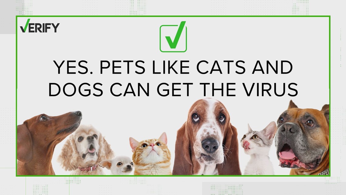 Can pets get COVID19? Dogs? Cats? Omicron continues to spread