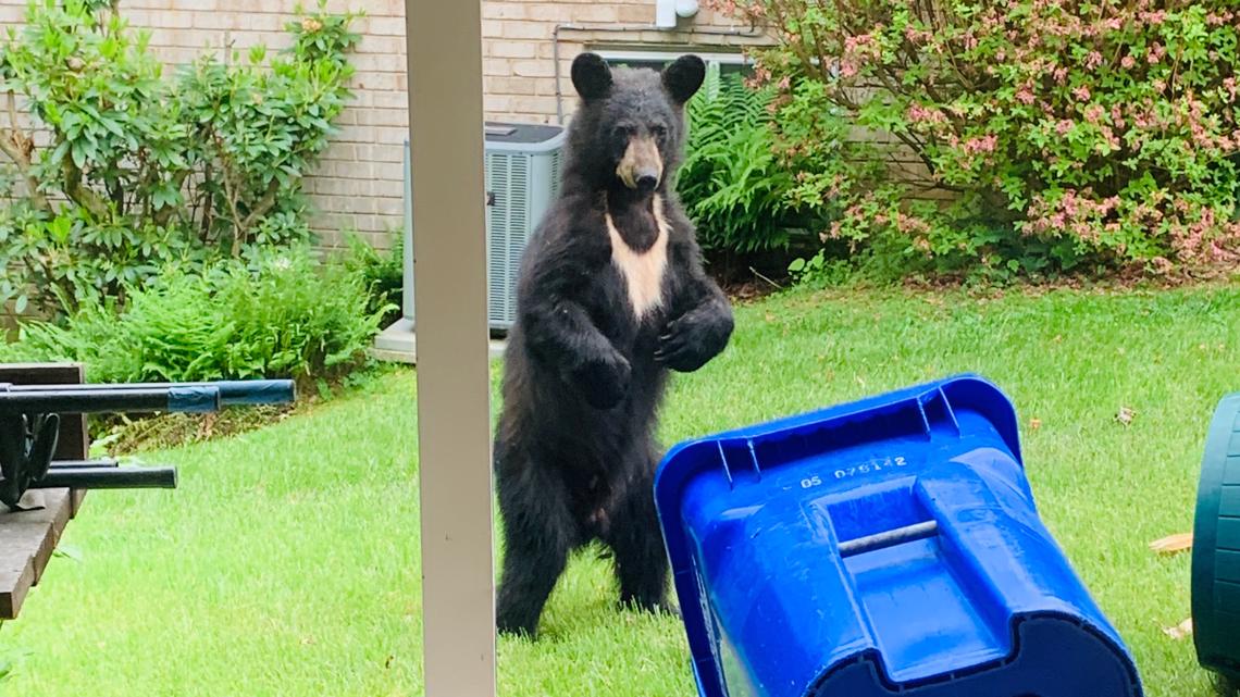 Bear sightings in Montgomery County, Maryland