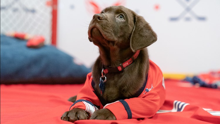 Meet Biscuit, the newest member of the Washington Capitals
