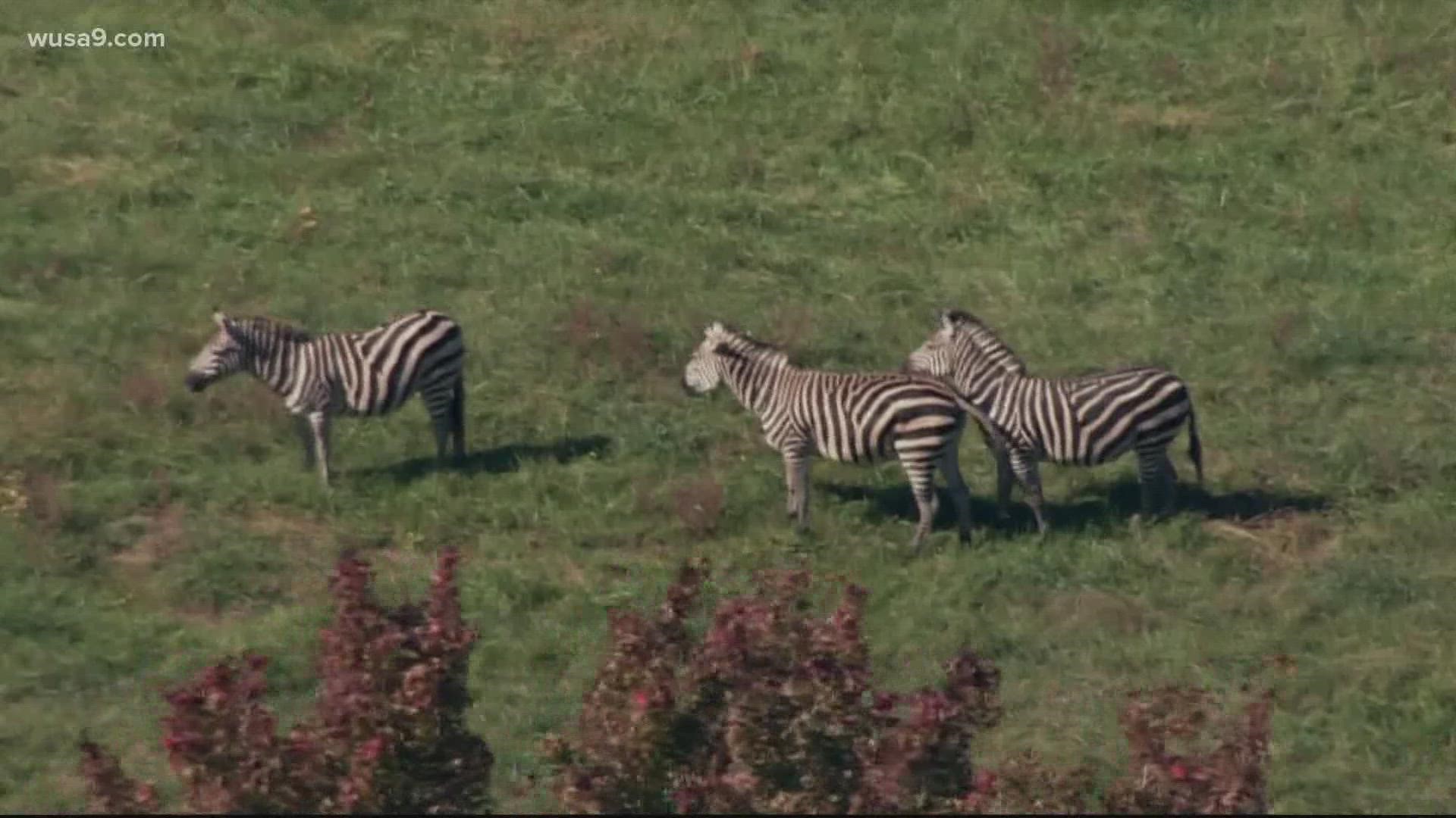 With Zebras on the loose in Maryland, people have turned to social media to ask whether it's even legal to have a pet zebra in the area.
