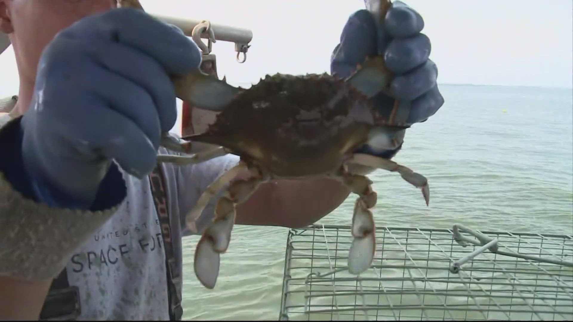 Wildlife officials tracking the crab population in Maryland say a new survey shows crabs on the comeback trail following last year's low numbers.
