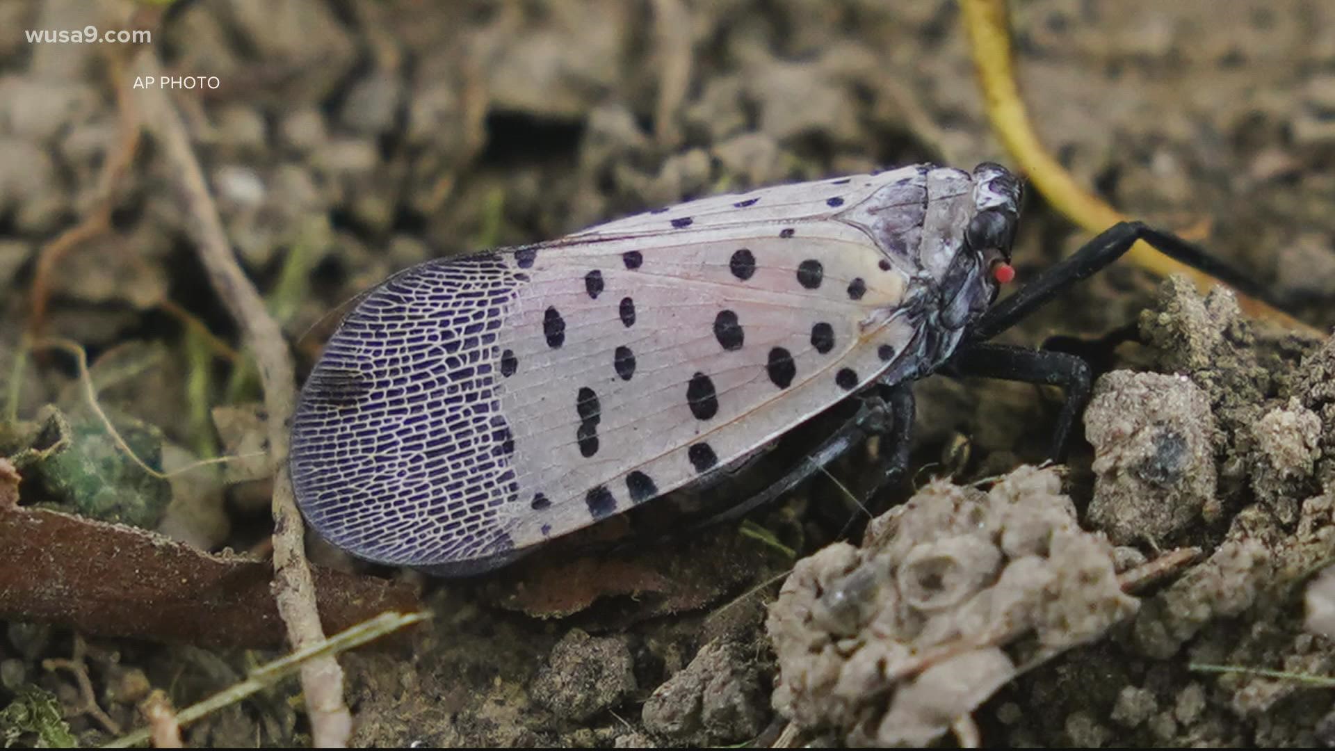 A lanternfly was recently found in a shipment of produce at a local grocery store in Annandale, Va., Fairfax County officials say.