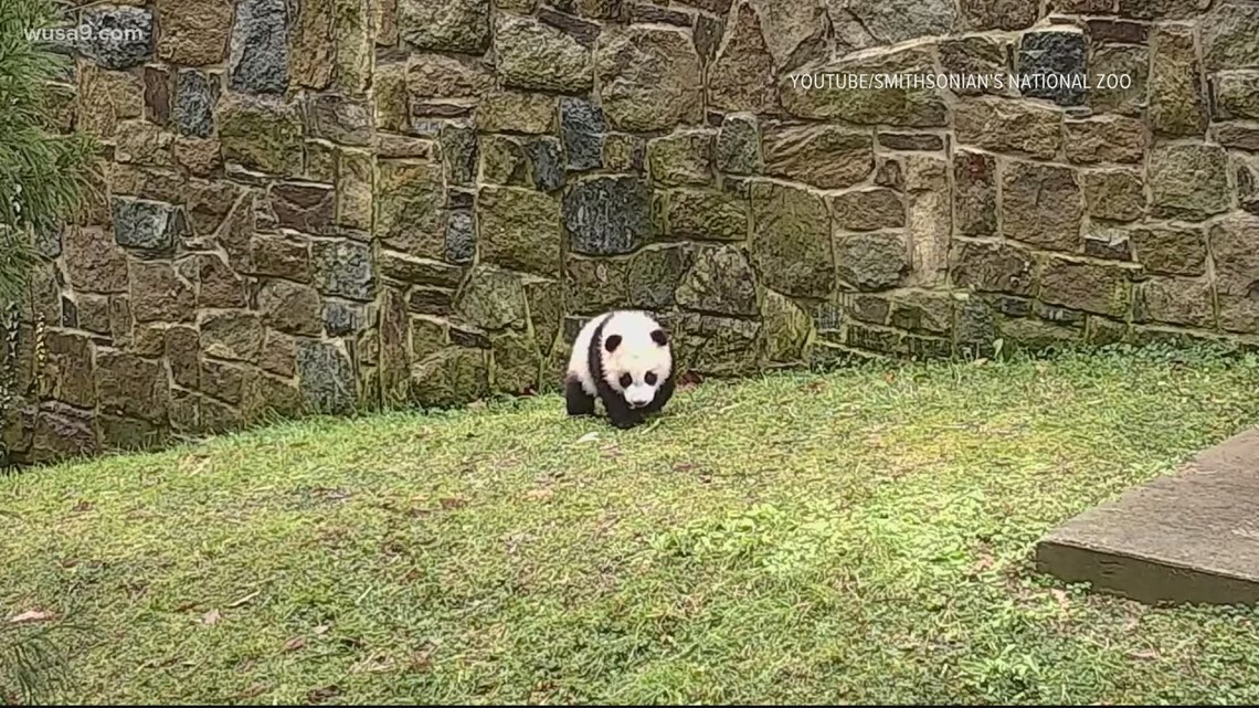 Giant panda cam National Zoo snow, outdoor habitat Smithsonian