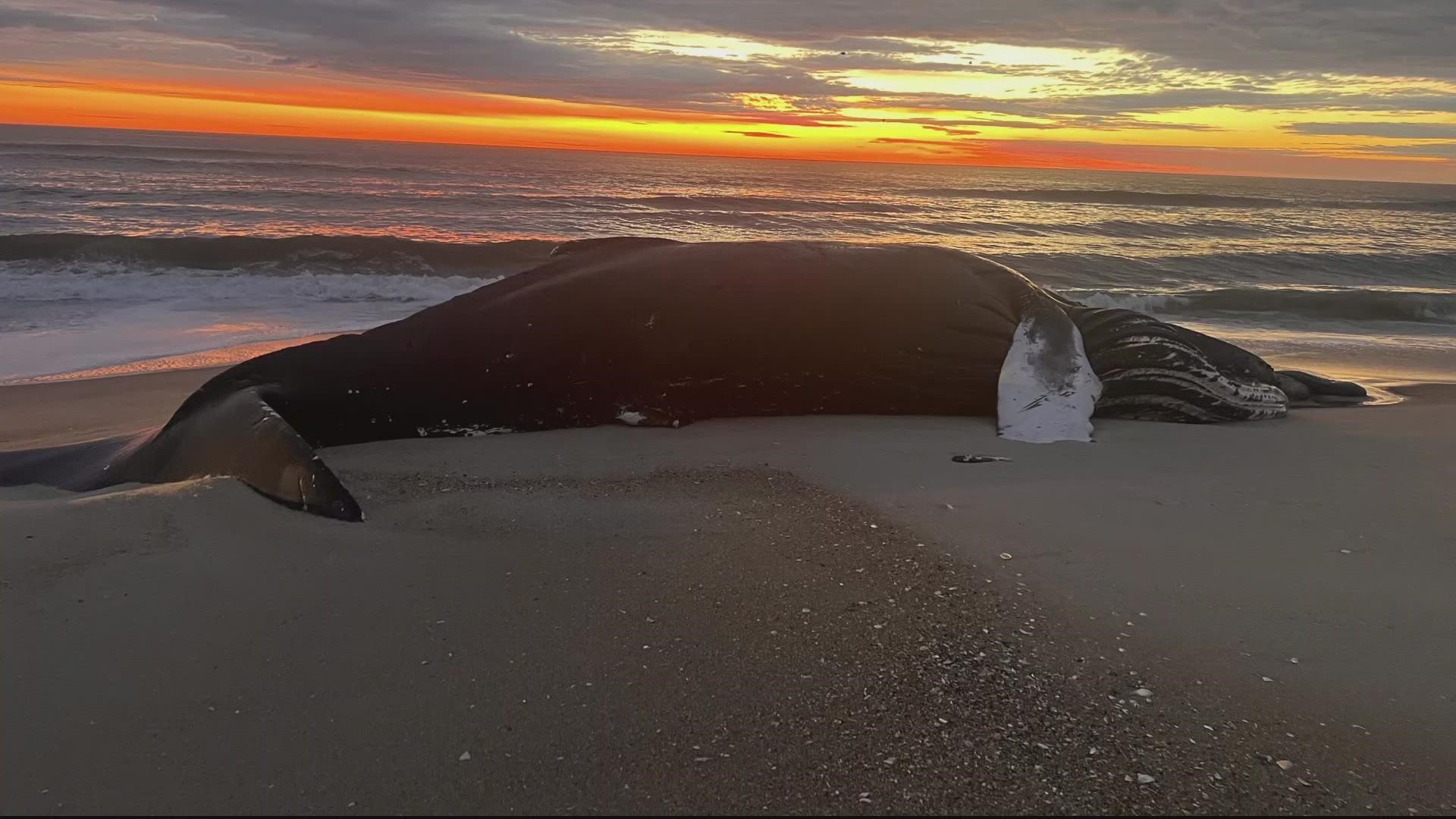 A dead humpback whale washes up on Assateague Island in Maryland. It's further heating up an issue that is pitting two environmental groups against another.
