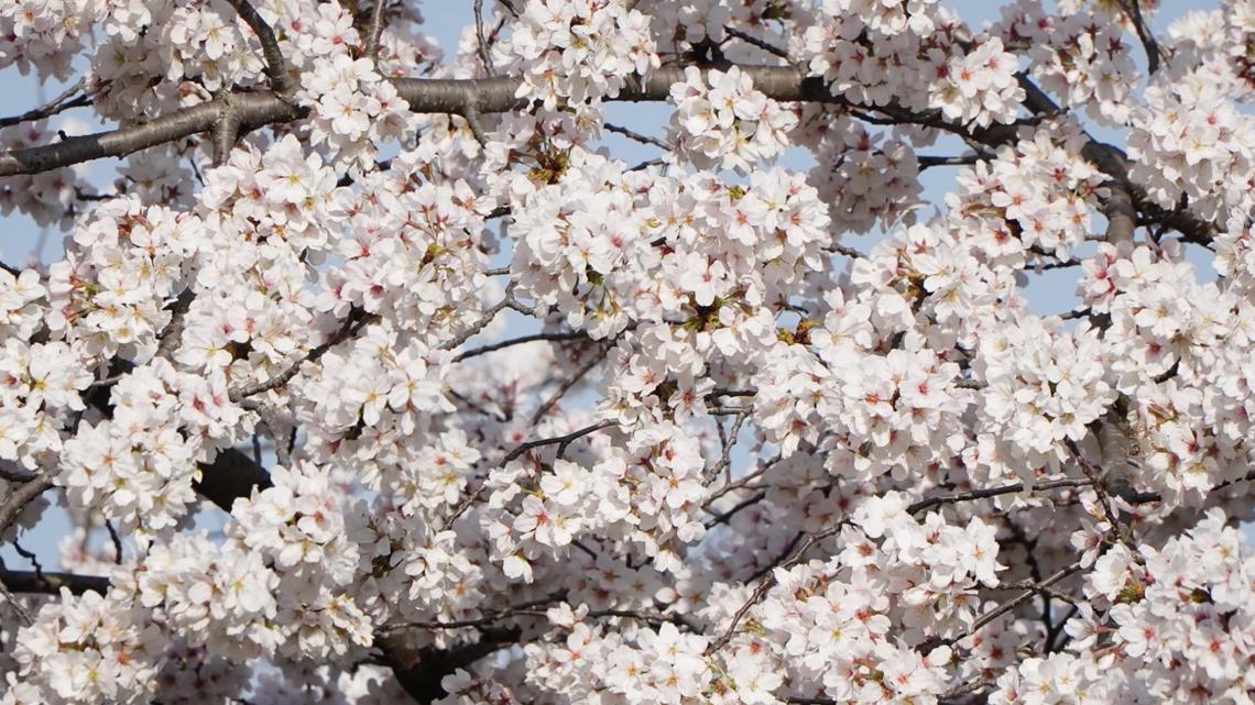 DC Cherry Blossoms 2024 What To Know 13newsnow Com   Ff5fd4b9 4a1a 48f3 B48a 6c2b0dee3139 1140x641 