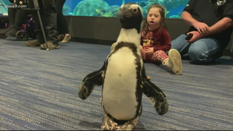 This penguin is teaching kids it's OK to be different | Get Uplifted