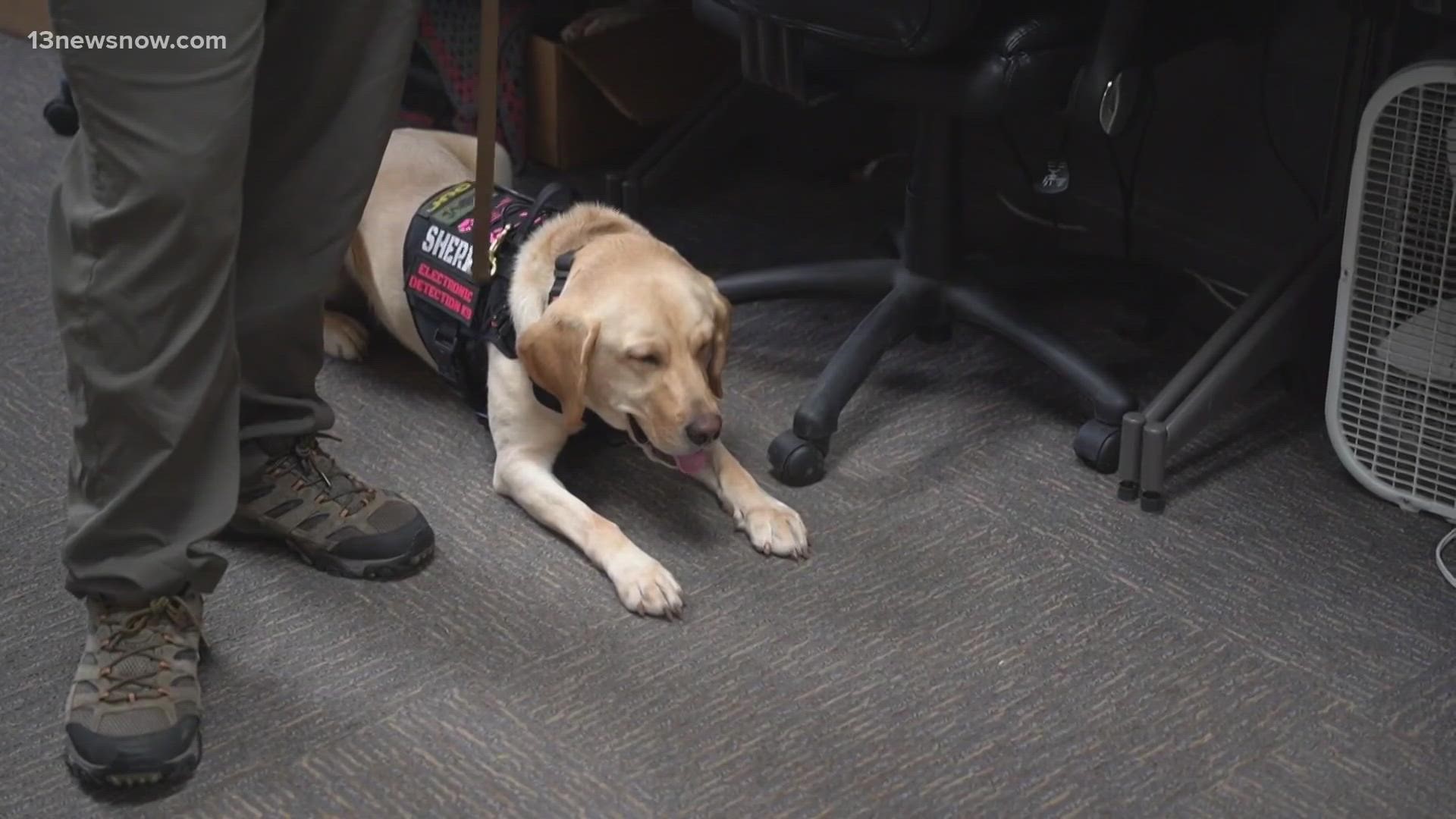 Two-year-old yellow labrador Pixel is one of four electronic detection K-9s in Virginia.