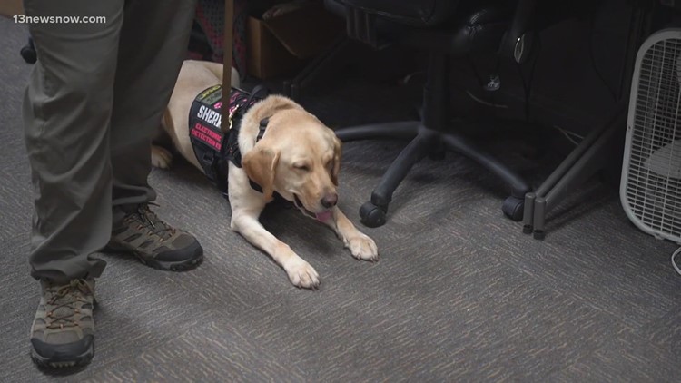 Yellow Lab at Isle of Wight Sheriff’s Office is 1 of 4 electronic detection K-9s in Virginia
