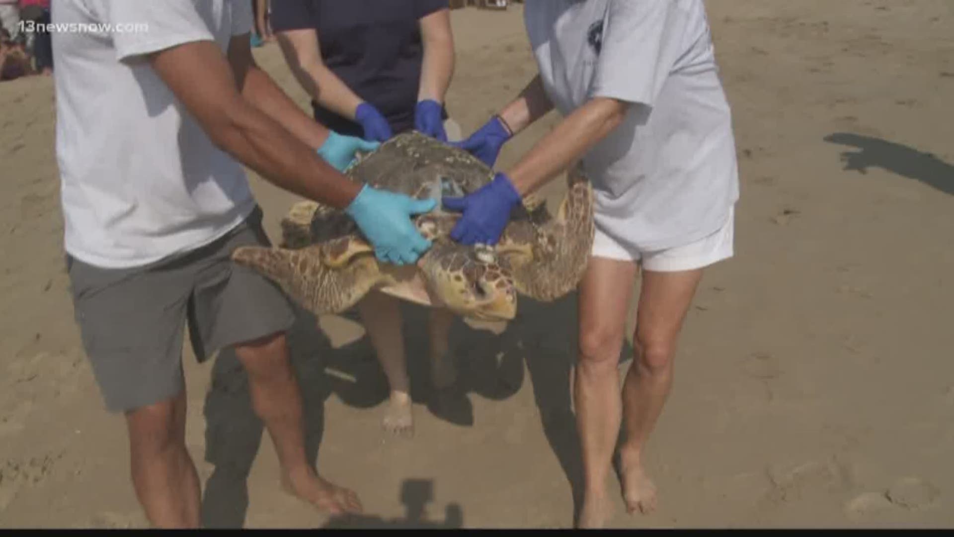 13News Now Elise Brown has more on the sea turtle release. 