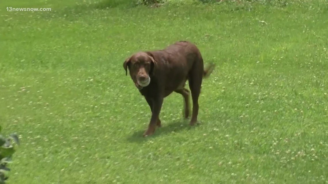 Family dog tracks down escaped murder suspect in Pennsylvania - Vimarsana News