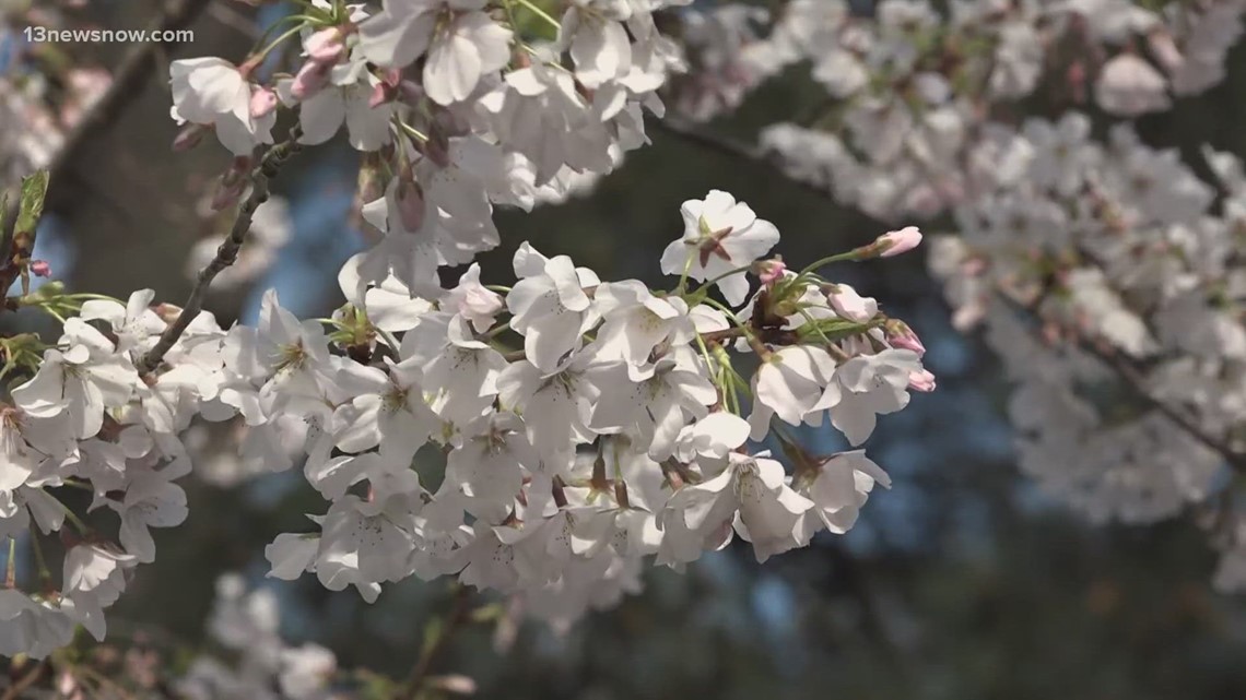 Springtime allergies in high gear for many in Hampton Roads