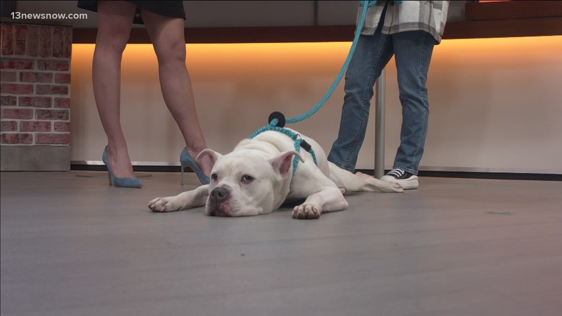 Noon Interview: Chesapeake Humane Society's Slumber Pawty