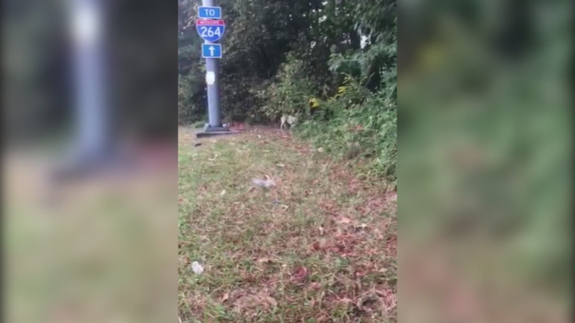 A hound mix has been on the run from dog catchers for months near the Lynnhaven Mall. People keep feeding the dog so it won't go into traps set for her.