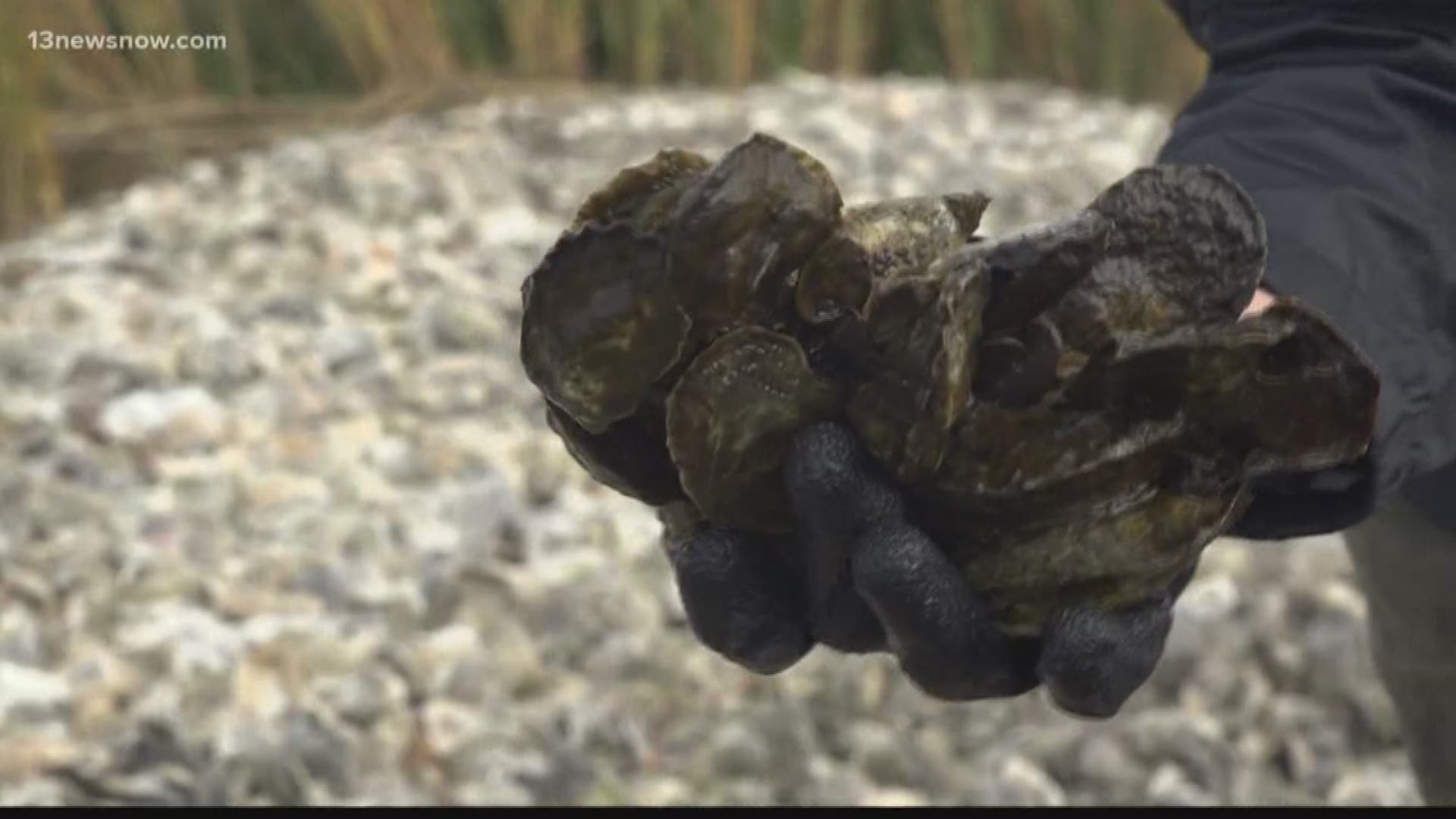 Oysters are making a big comeback in the Lynnhaven River!