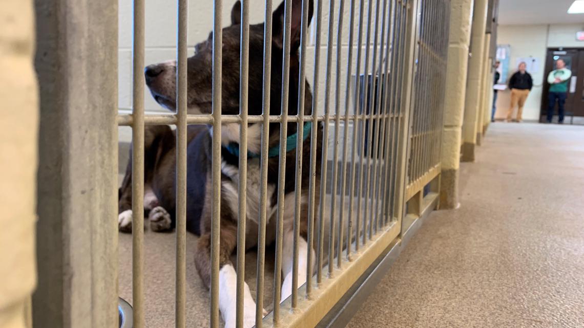 Hampton Roads animal shelters filling up with holiday surrenders