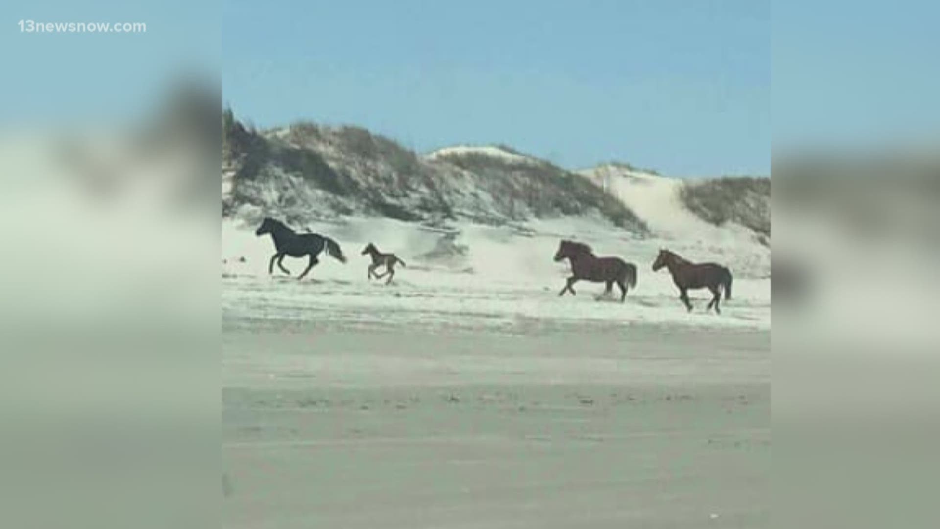 A foal was spotted at Corolla, North Carolina and its believed to be the first to the season.