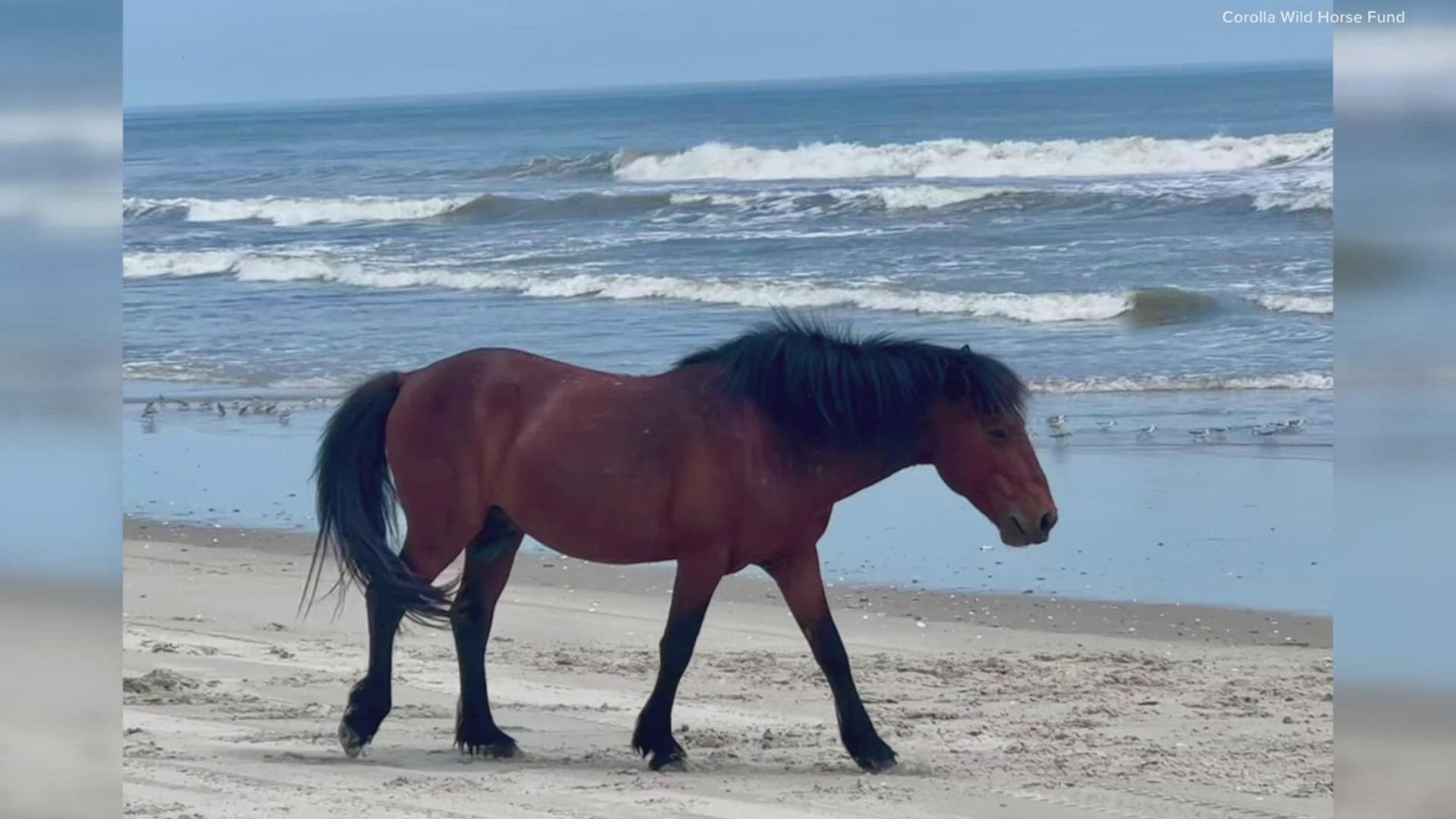 The Outer Banks community is devastated after an endangered wild horse was hit by a vehicle on the beach in Corolla.