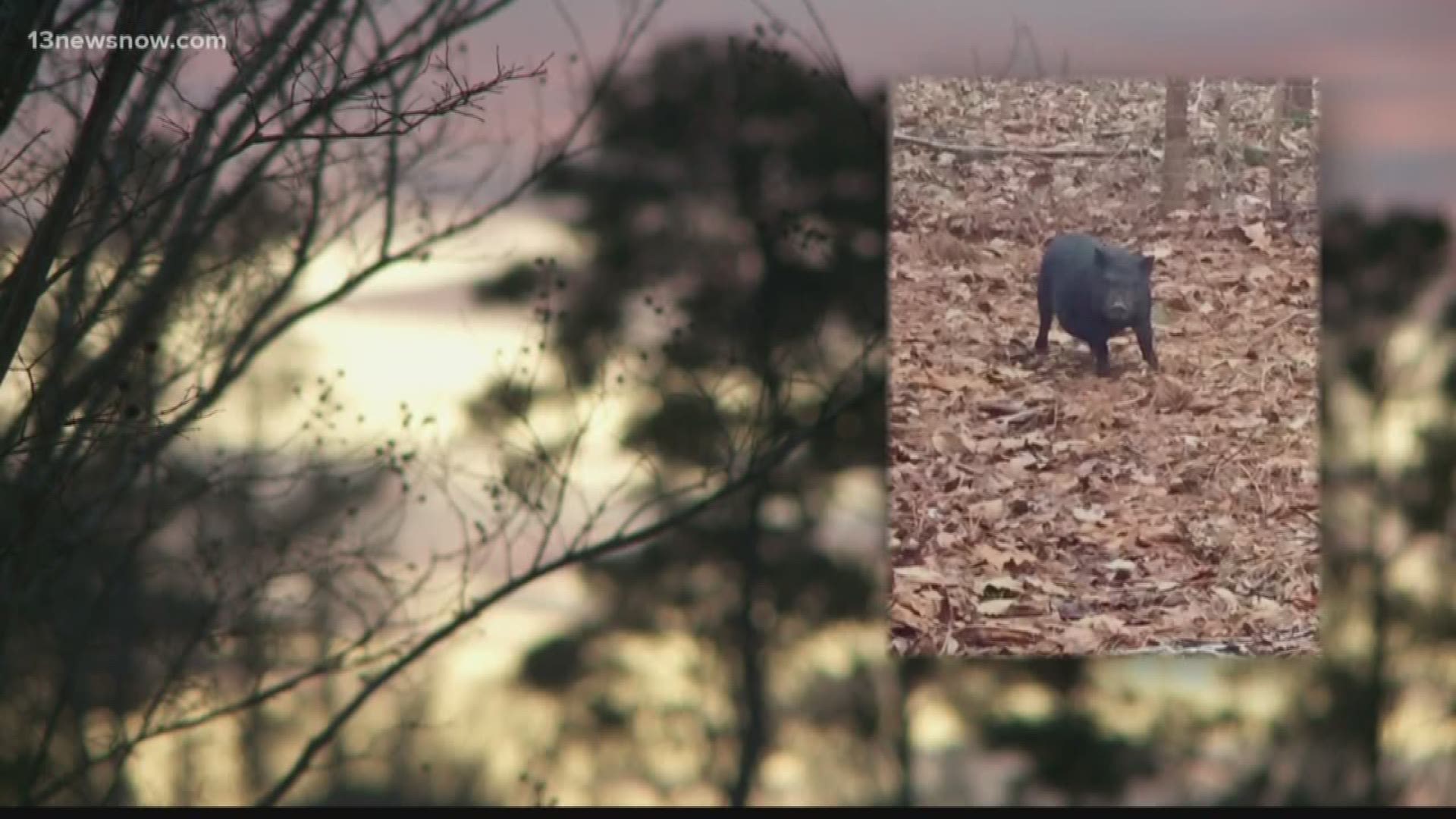 A wild pig, nicknamed Sir Bacon of Burg, was shot and killed by James City County police after they said it was a safety risk to the public.
