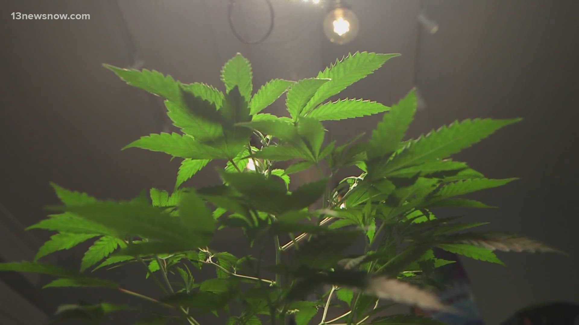 Market Leader Example Virginia Beach prepares for a potential marijuana market; city council ...