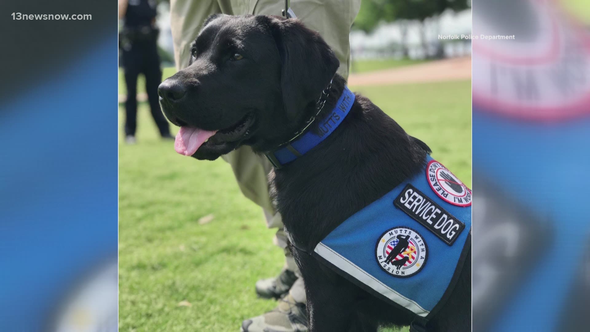 Lilly, a Labrador retriever, has a special task: serving the emotional needs of Norfolk police officers and staff following stressful situations.