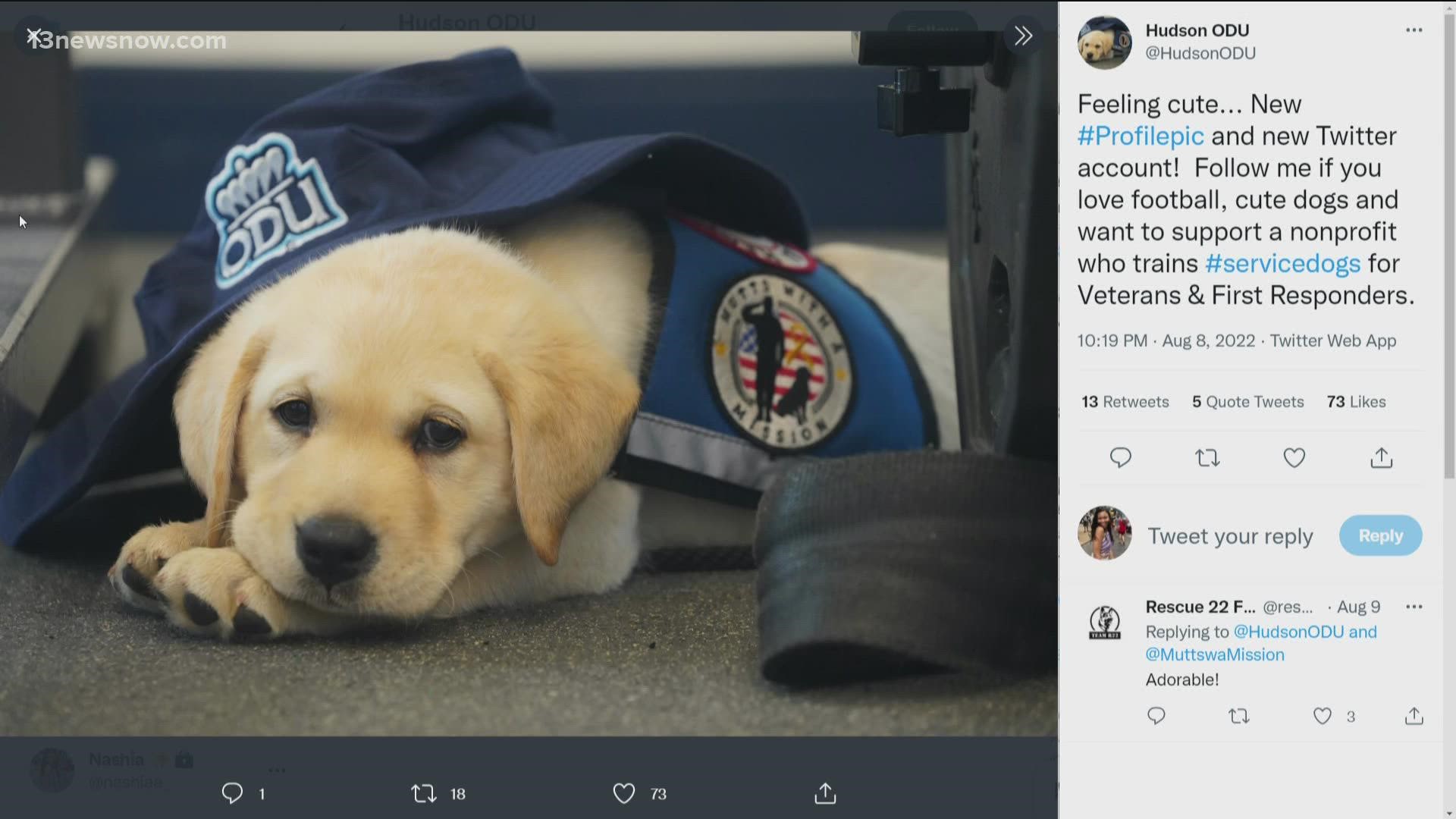 Hudson the Labrador puppy will train with ODU football until he goes to live with a disabled veteran. He's sleepy, tumbly, and his jersey number is "1/2."