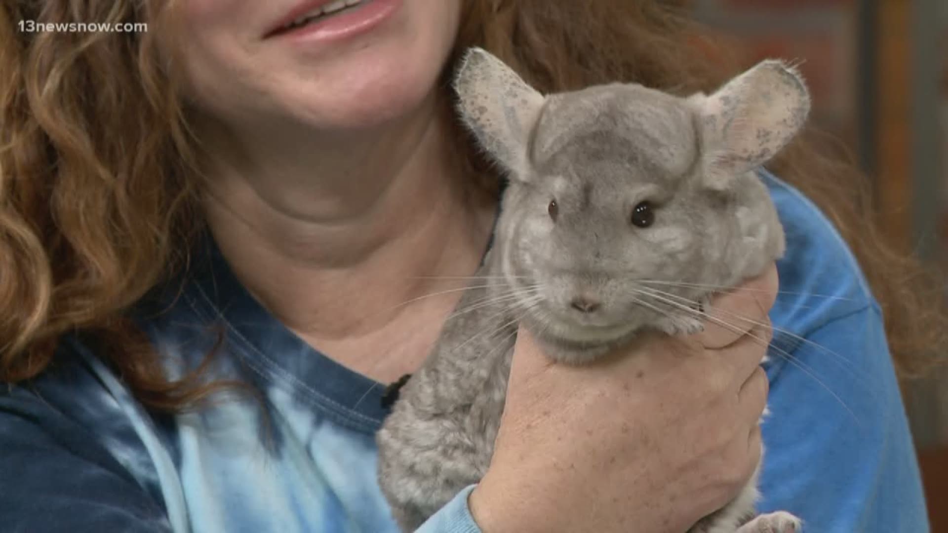 Looking to adopt a chinchilla? Storm from the Bunny Hutch in Virginia Beach is looking for a home!