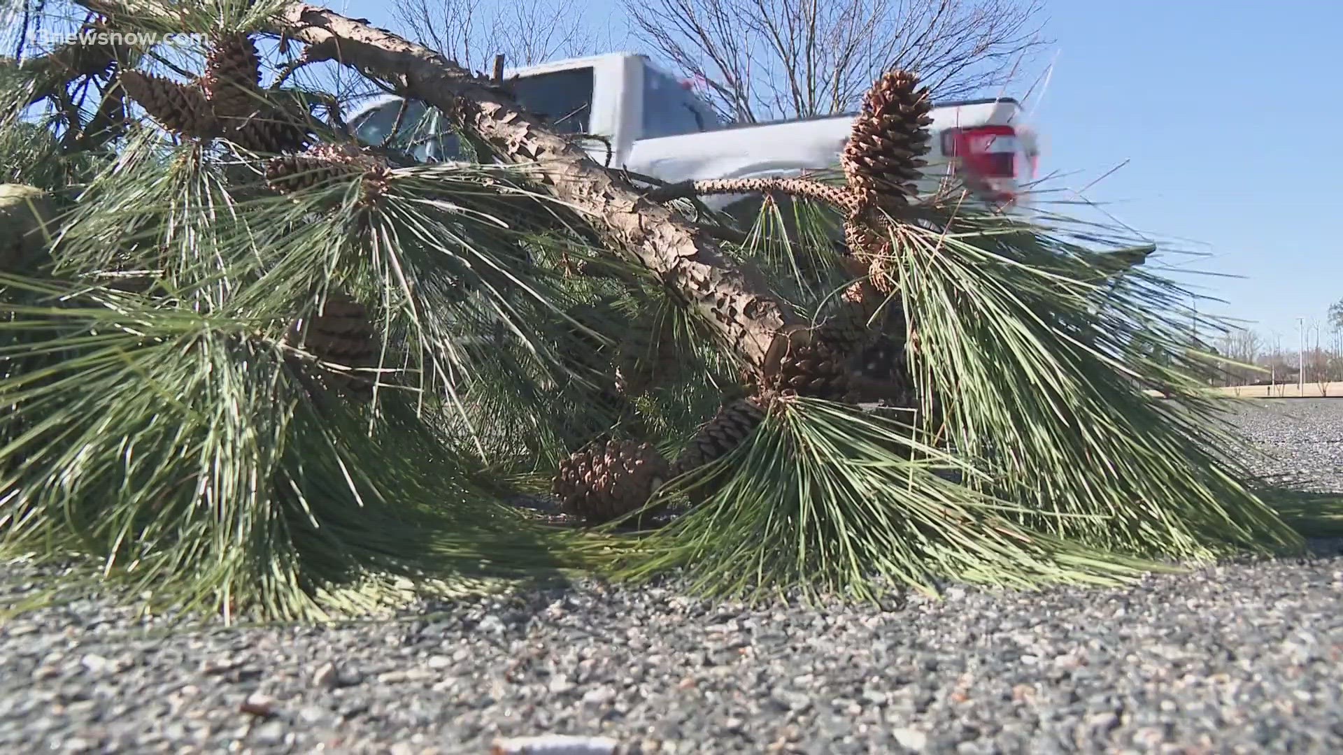 DJ Green with AJ’s Tree Removal said there are warning signs for people to identify weak trees near their homes before gusty winds take them down.