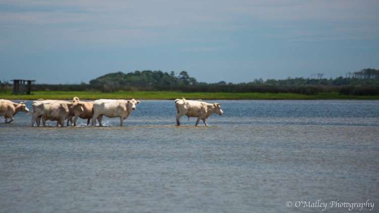 Cows swept away by floodwaters during Hurricane Dorian were found alive  four miles away on an island